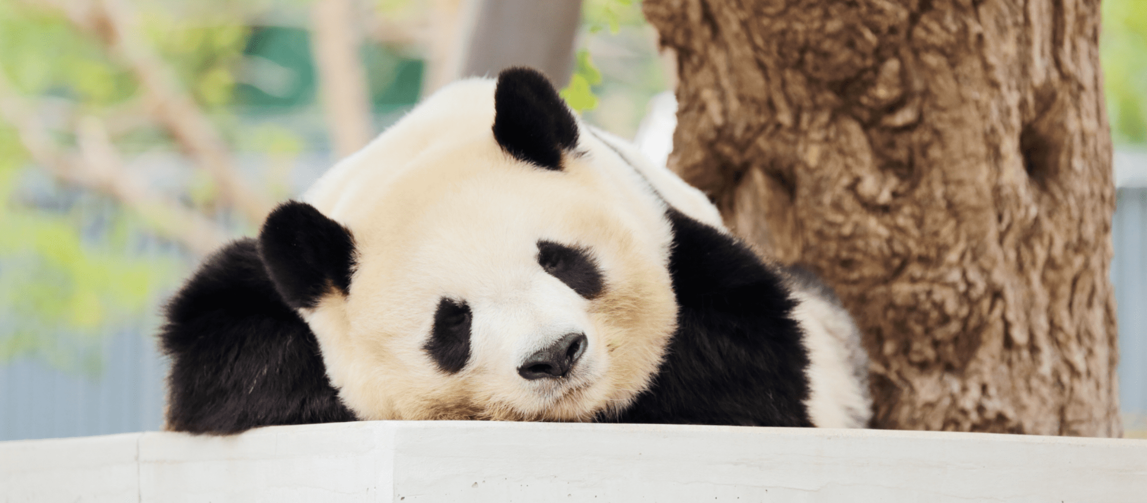 東山動植物園のパンダ